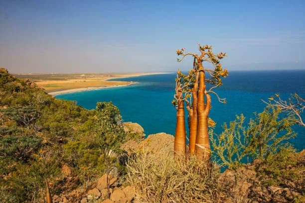 Fishing destination in Socotra