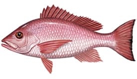 fish_img