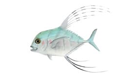 fish_img