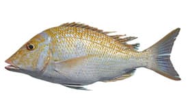 fish_img