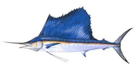 fish_img