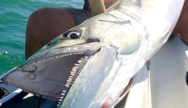 Best Fishing Hooks for Beginners and Professionals